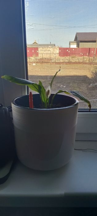 Спатифиллиум ( женское счастье)