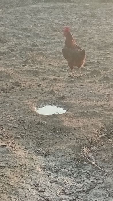 Хан Хяп Товуқ Тухумлари