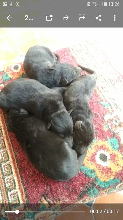 Щенки немецкой овчарки