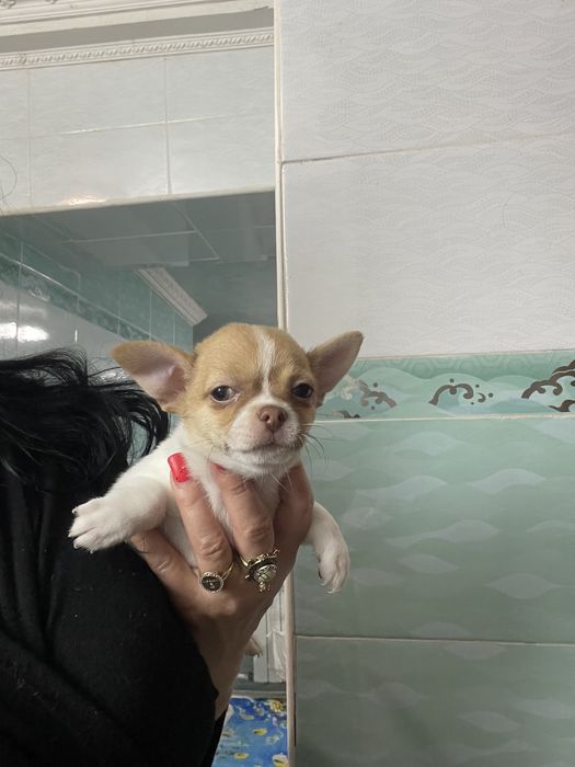 Щенки чихуахуа