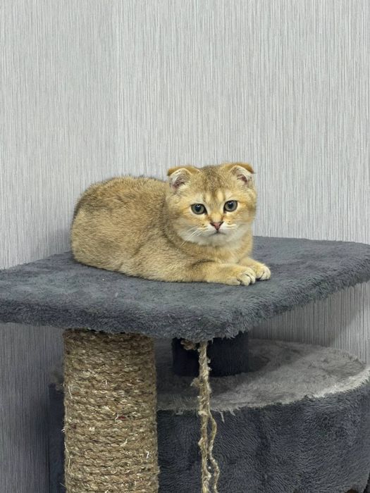 продаётся Породистая кошка  Золотая шиншилла
