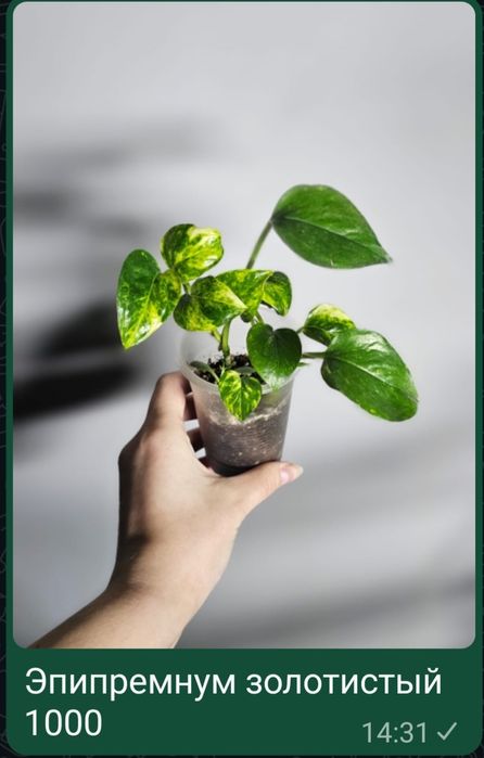 Комнатные цветы разные