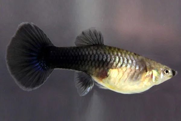 аквариумные рыбки гуппи