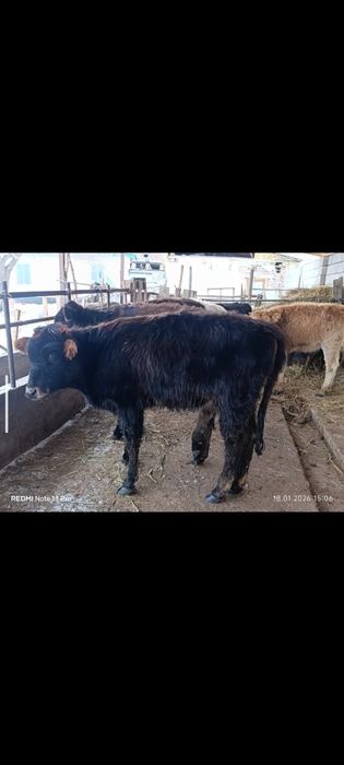 Ургашы бузаулар сатылады