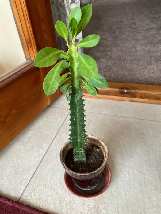 Шефлера, каланхоэ, фикусы, педилантус, сансевиерия, кактус, традисканц