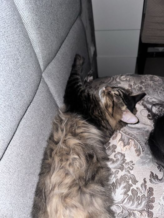 Передержка кошек и собак