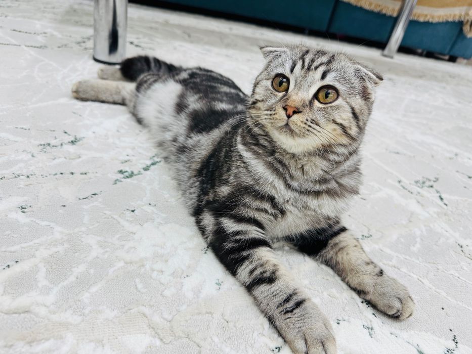 Кот. Порода Scottish Fold