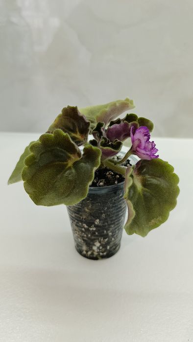 Фиалка. Девочка с веером