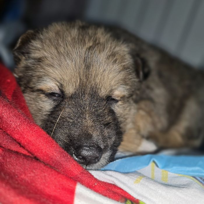 Щеночек девочка.