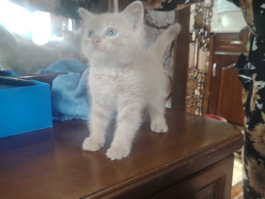 Отдам котёнка в добрые руки