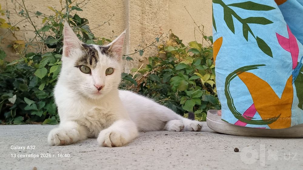 Котята бесплатно