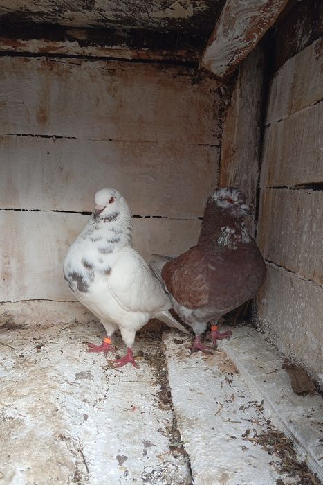 De vânzare porumbei