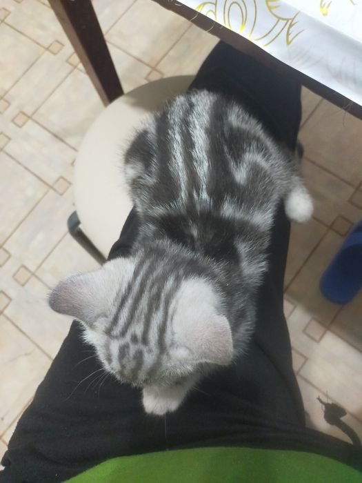 Отдам даром породистый кот  .