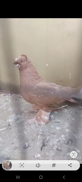 Голуби пара тттт