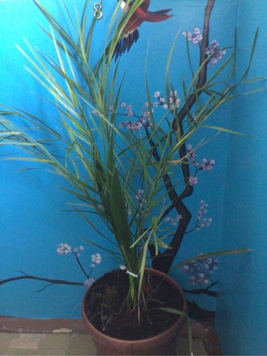 Комнатные растения пальма