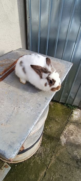 Iepuri Masculii de prăsilă