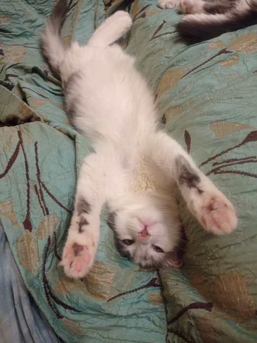 На счастье! КотЯтки домашние