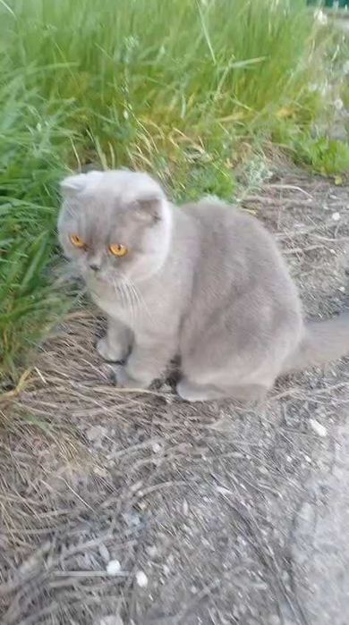 Чей породистый кот? Хозяин, забери!