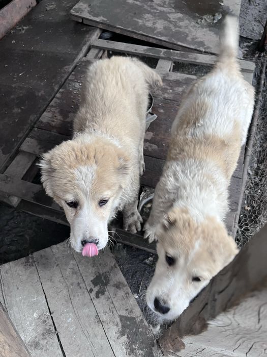 Продаются щенки САО