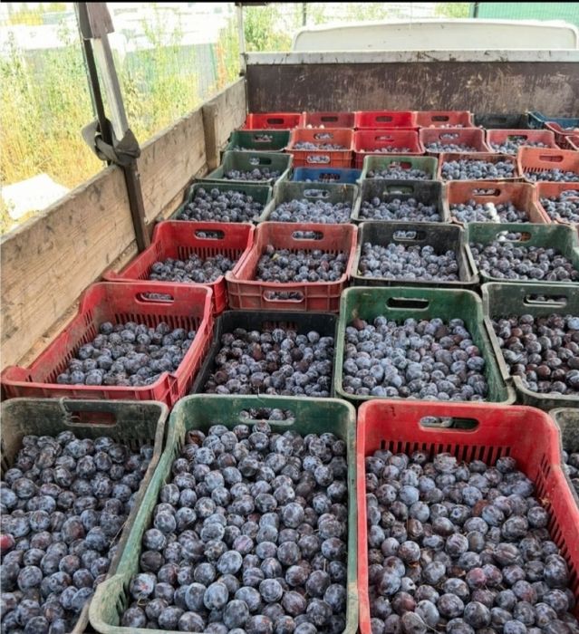 Vând prune pentru țuică