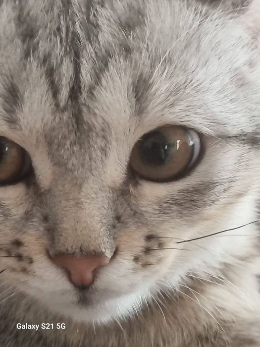 Отдам в хорошие руки