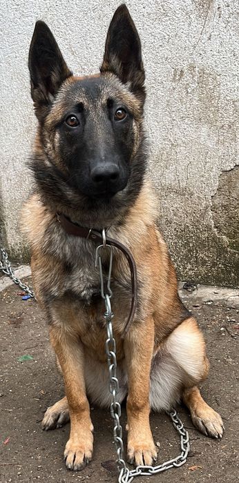 Белгийска Овчарка (Малиноа)