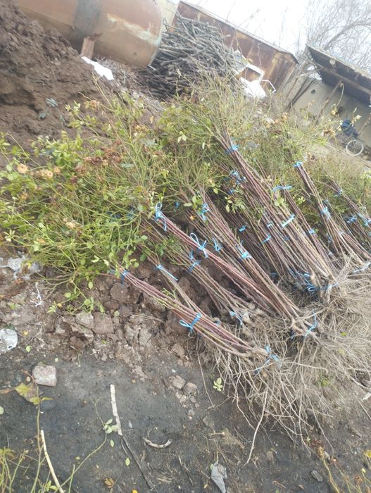 Штампвий гуллар сотилади