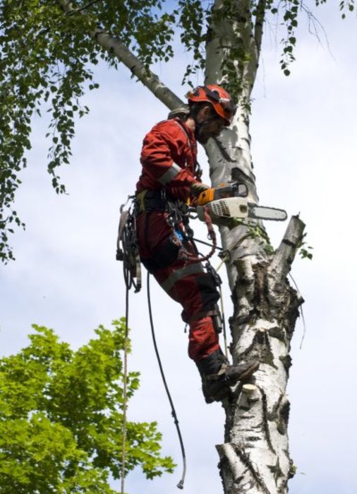 Спил деревьев. Обрезка. Кронировка. Любой сложности