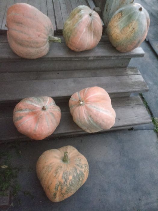 Продаётся дачная  тыква