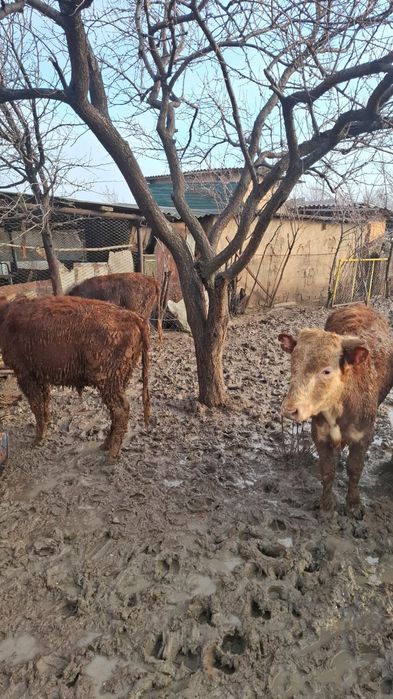 Бычки белоголовые