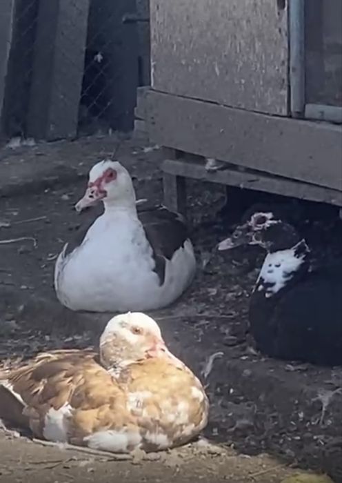 Продам индоуток самки и самцы