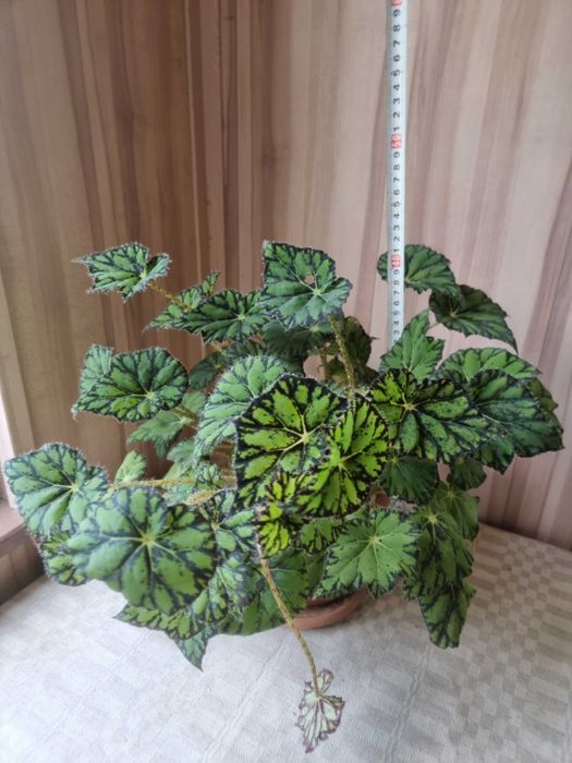 Продам бегонию Бауэра (тигровую)