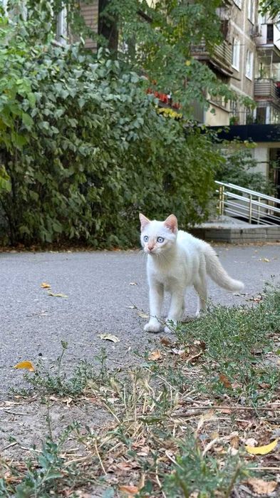 Белый котенок бесплатно