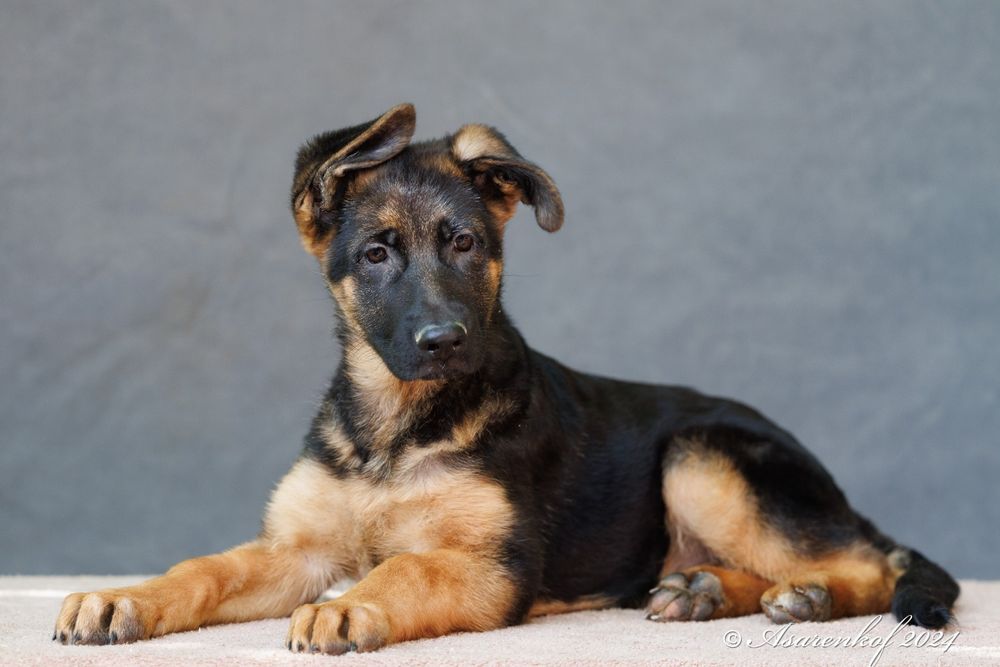 Немецкая овчарка щенки.