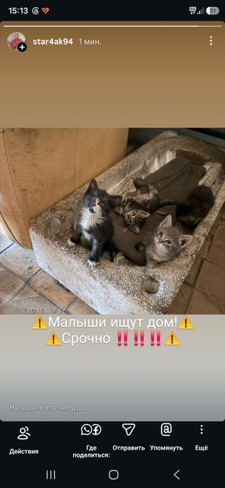 Отдам котят в добрые руки