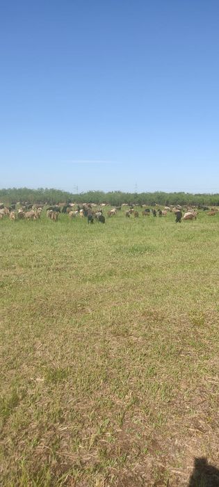 Продам бараны и козы