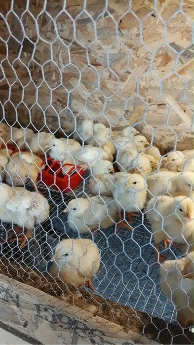 Продавам пиленца Жълто Пиле ДЮК