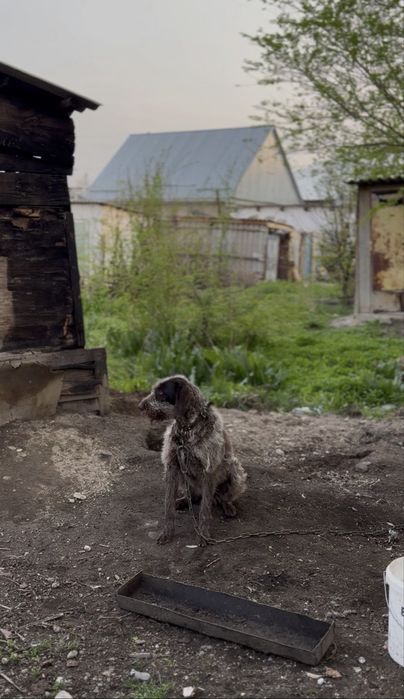 Дратхар охотошни аншылық ит ұрғашы