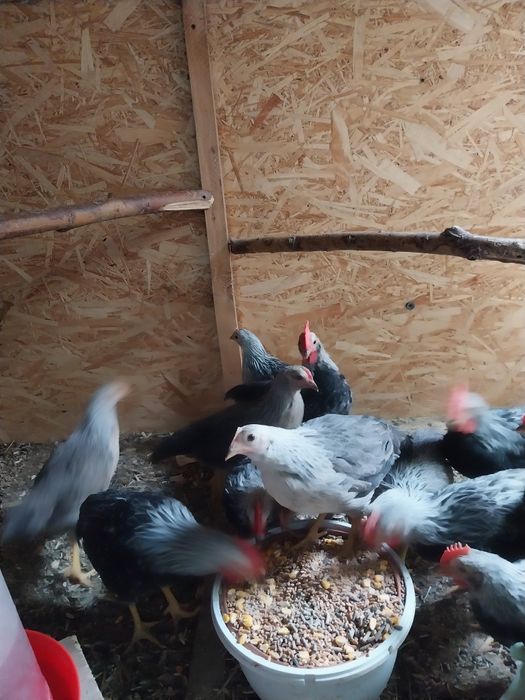 Italiană argintie pui 3,5 luni