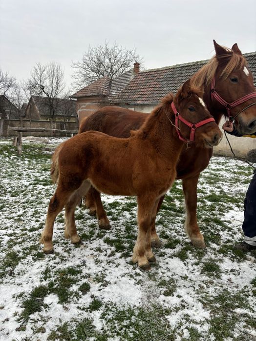 Vând iapă cu mânză