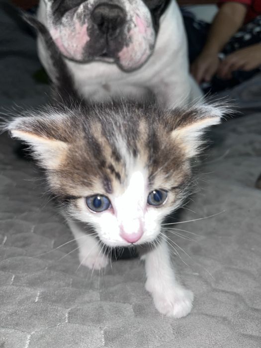 Котята мальчики отдам добрые руки