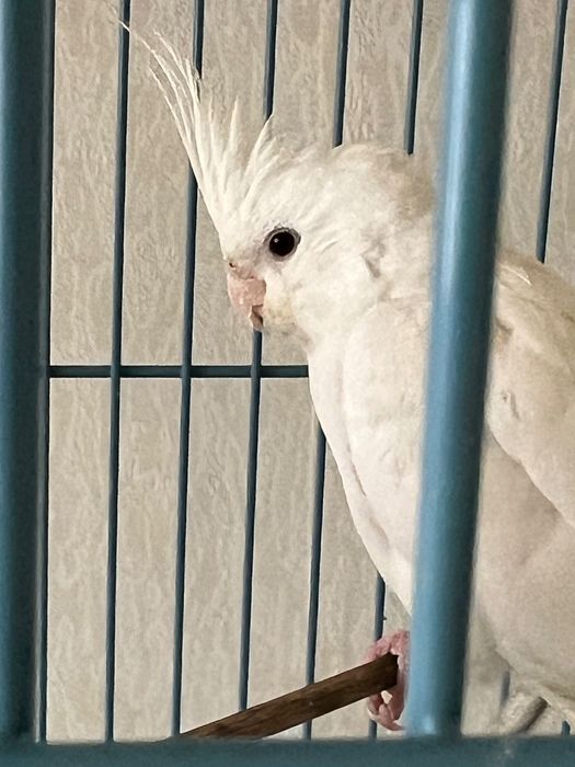 4 корели на разумна цена.