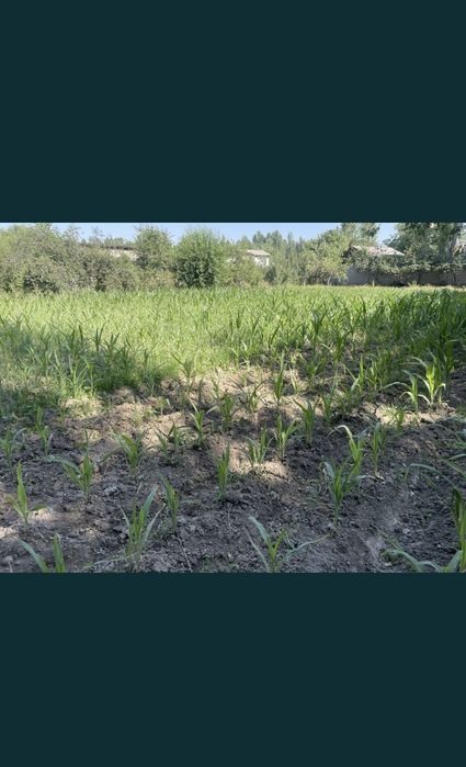 Yer Sotiladi. Srochno. 5 соток