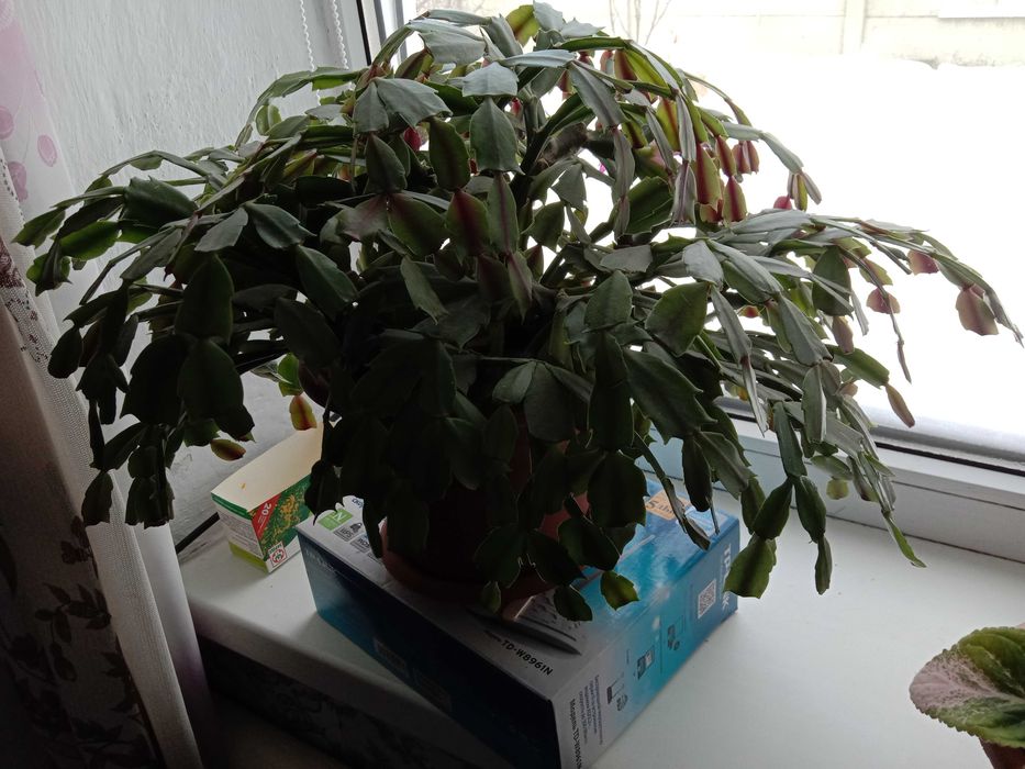 Продам цветы для дома