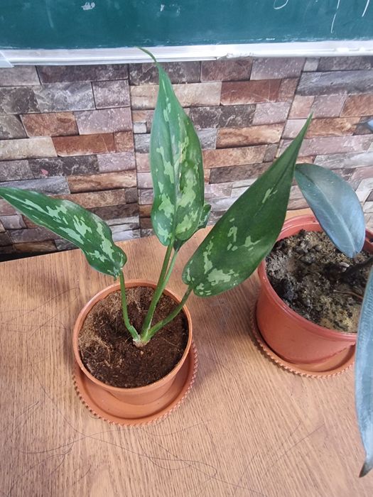 QORA SHAXZODA AGLONEMA xona gullari ФИКУС Чёрный Принц Комнатных цвето