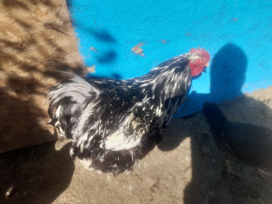 Vind sau schimb ciocinia urias