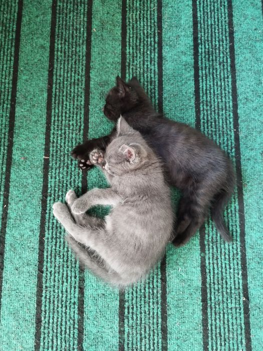 Котята мальчик серенький девочка чёрненькая к лотку приучены