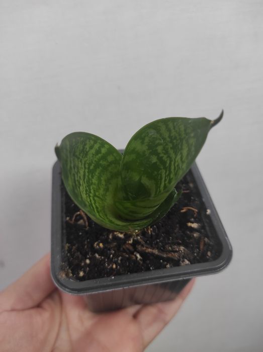 Комнатные цветы и растения