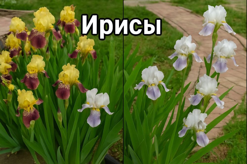 Цветы Ирисы многолетние