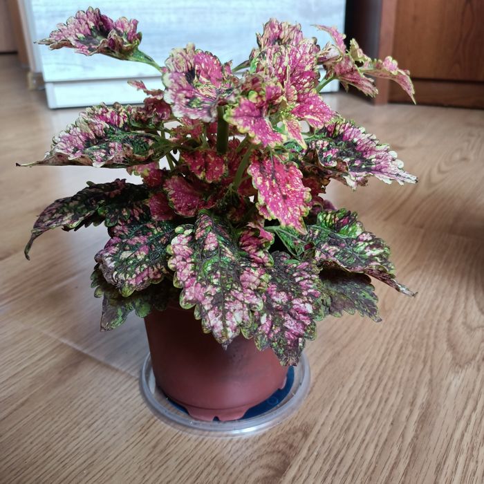 Продам комнатные цветы